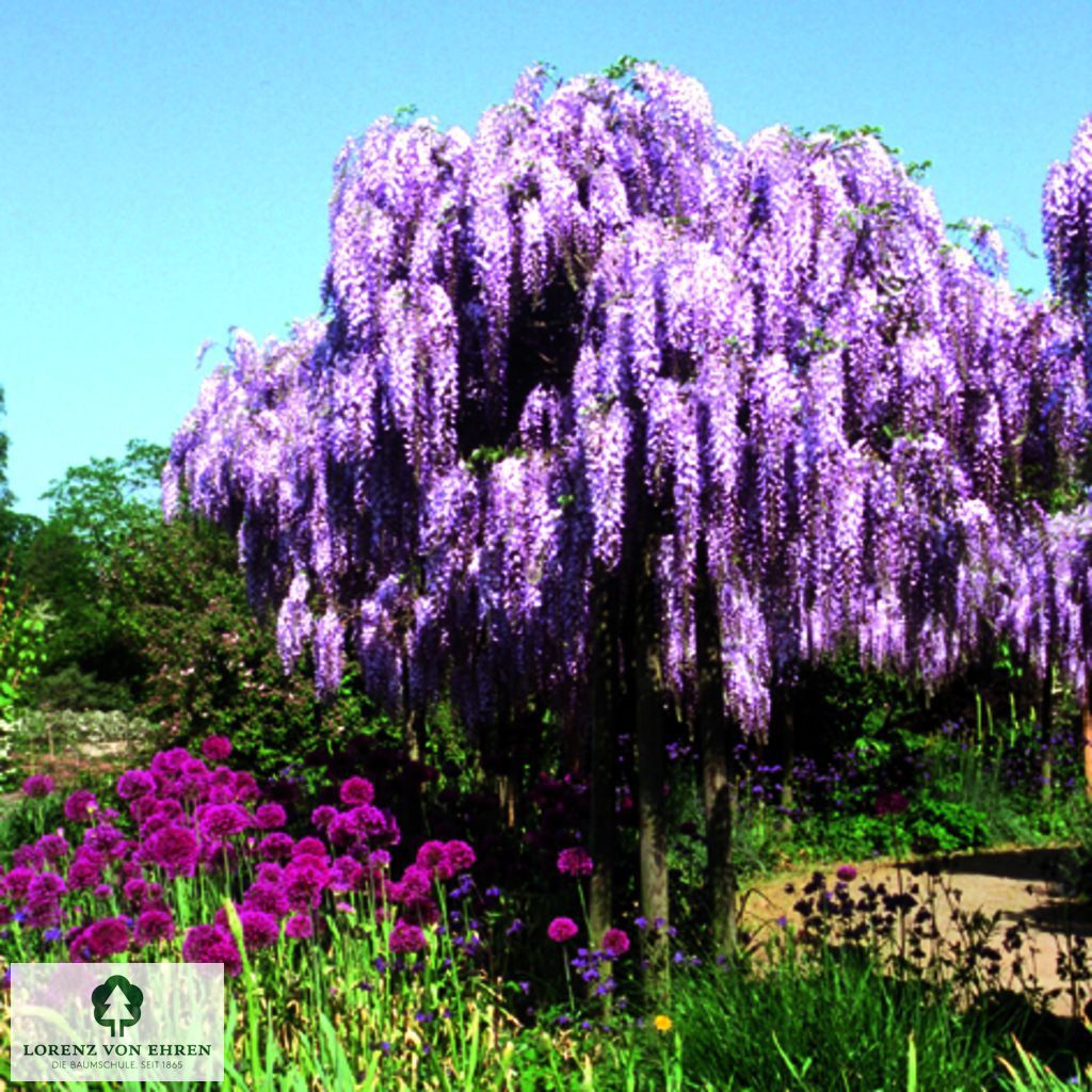 Wisteria floribunda