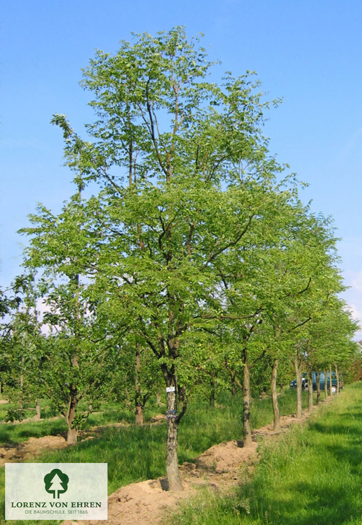 Gymnocladus dioicus