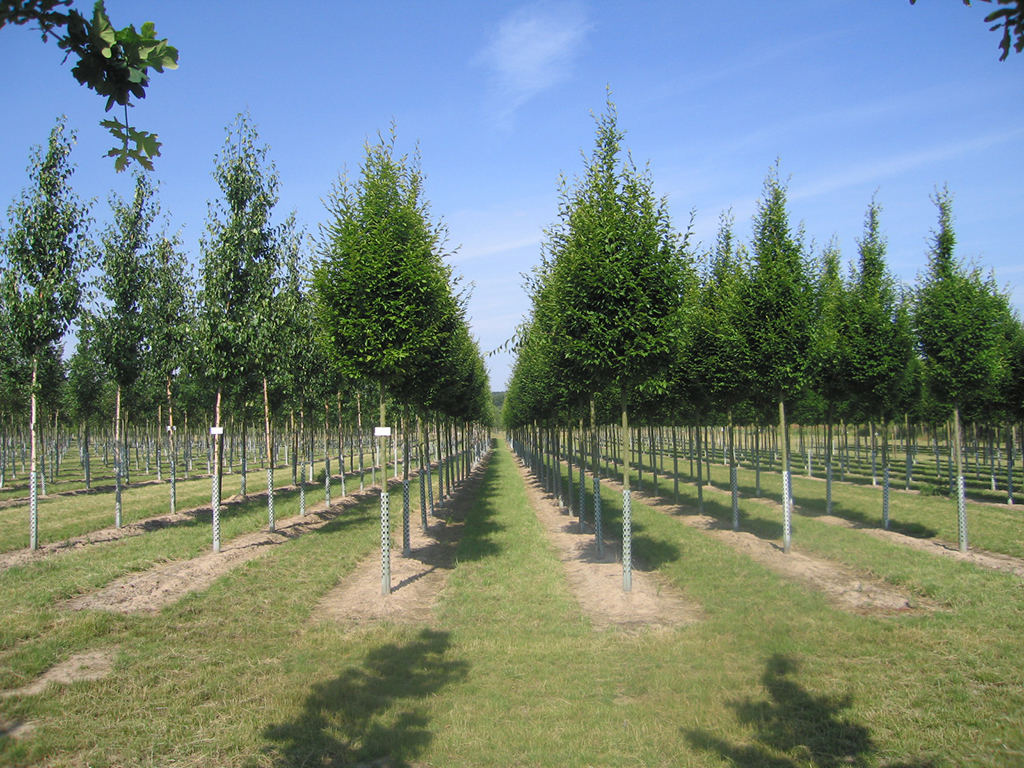 Betula ermanii und carpinus betulus fastigiata