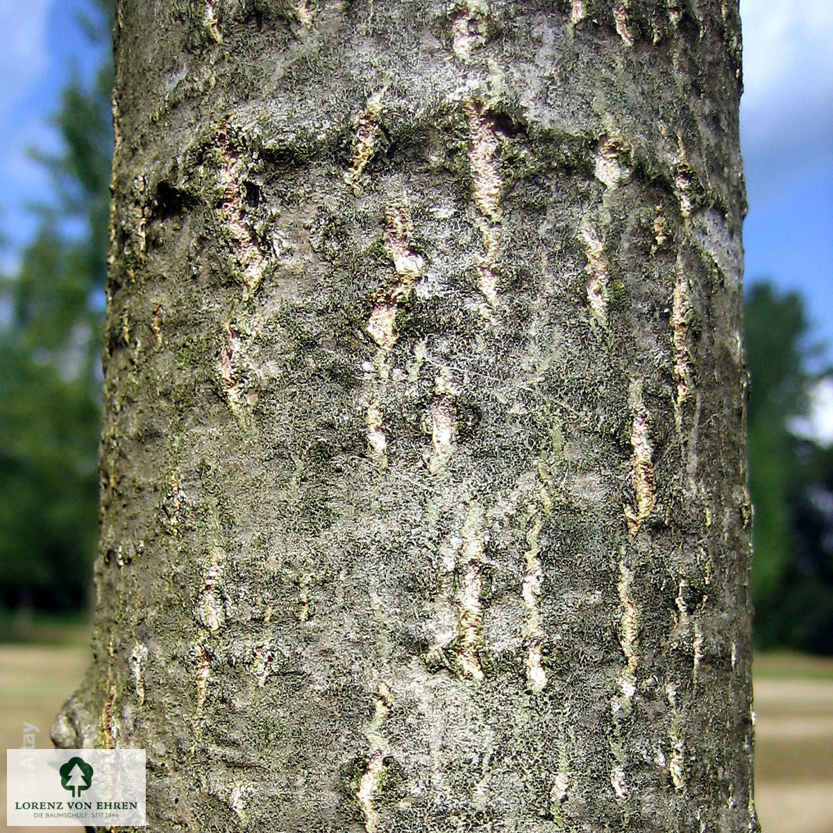 Populus nigra