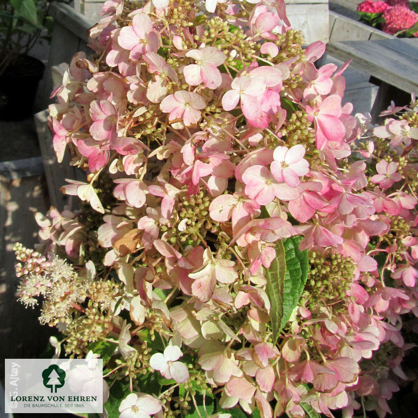 Hydrangea paniculata 'Pinky Winky'