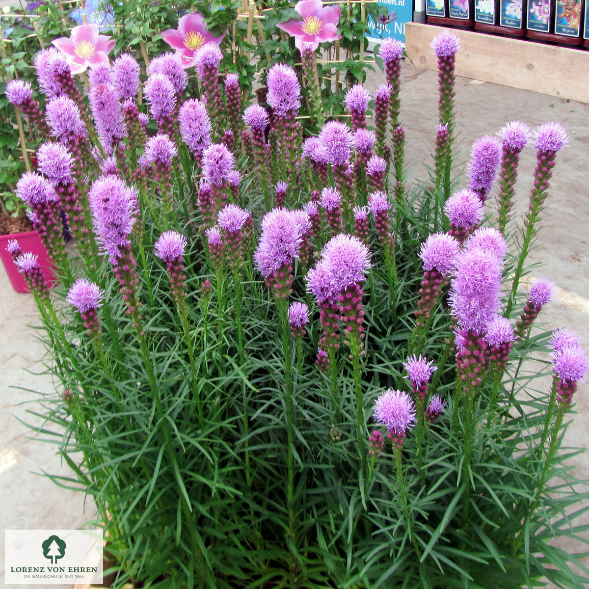 Liatris spicata 'Floristan Violett'