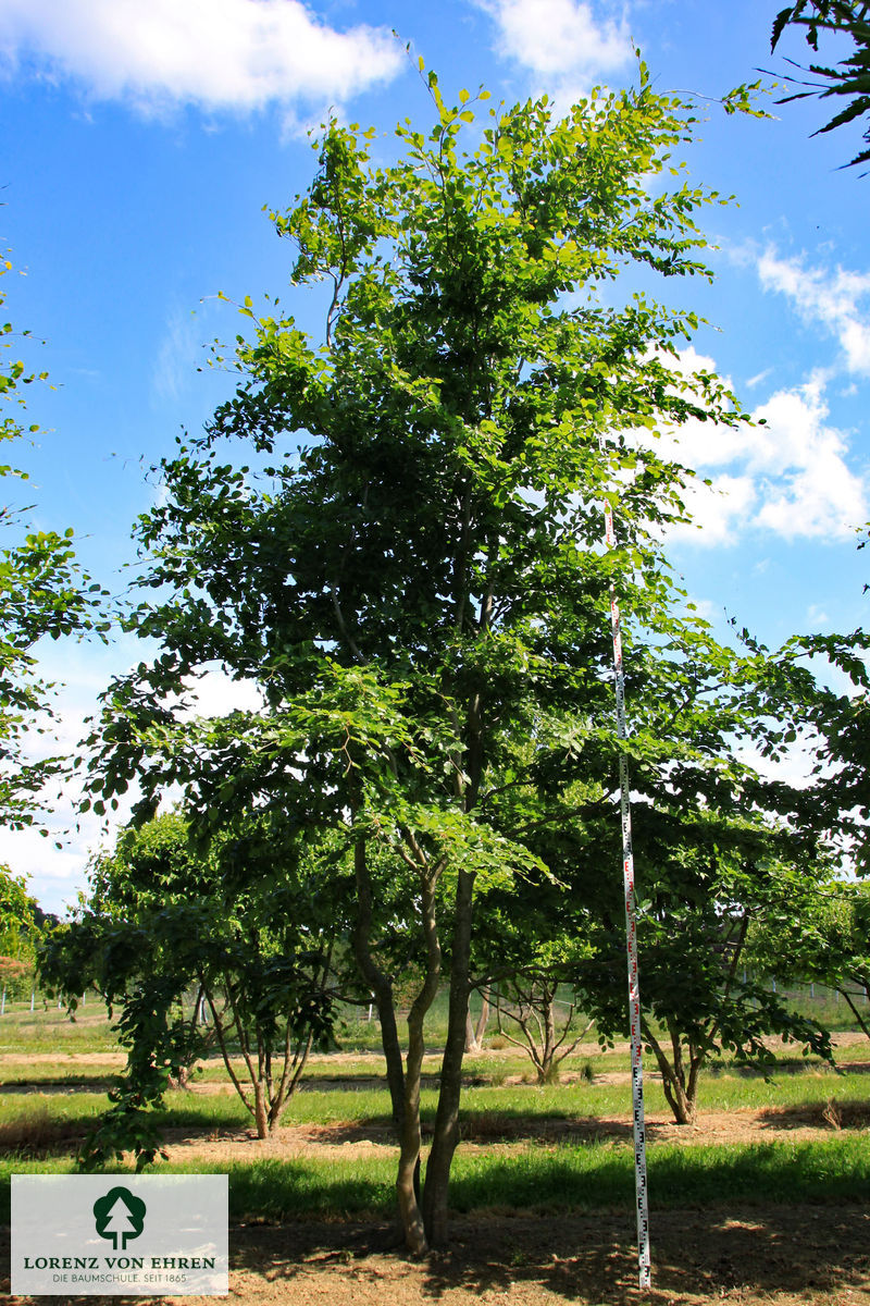 Fagus sylvatica