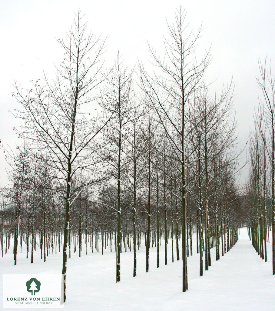 Alnus spaethii