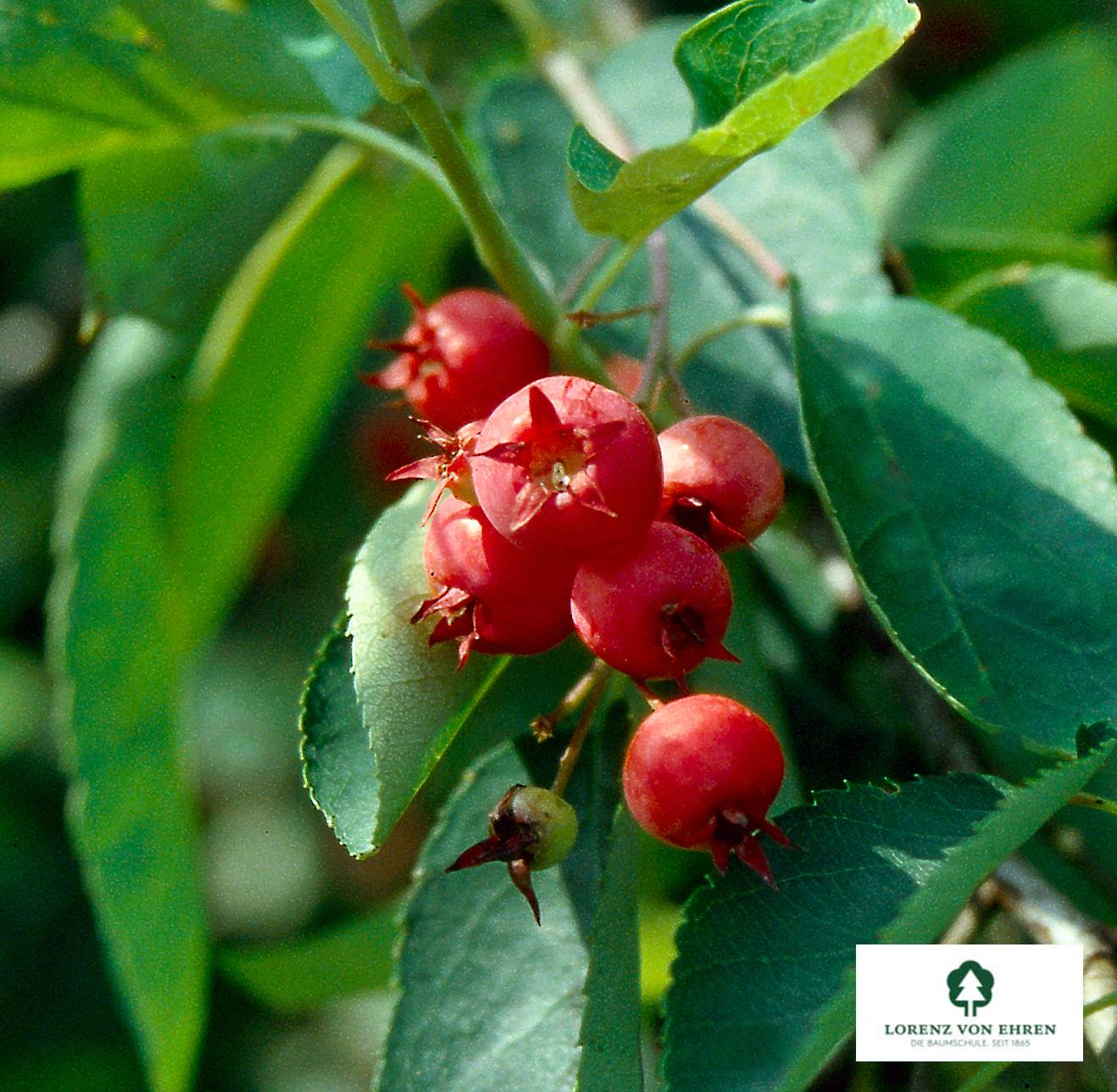 Amelanchier lamarckii