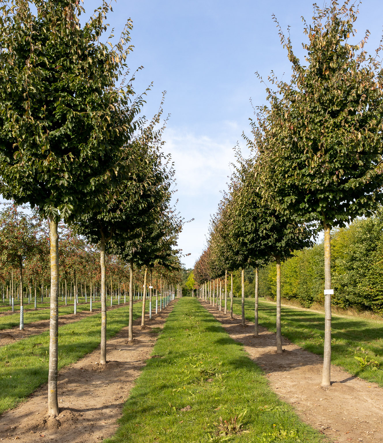 Reihe Parrotia persica 'Vanessa' Reihe sommergrüner Bäume