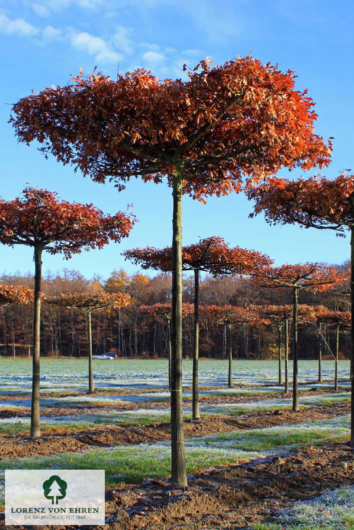 Quercus palustris