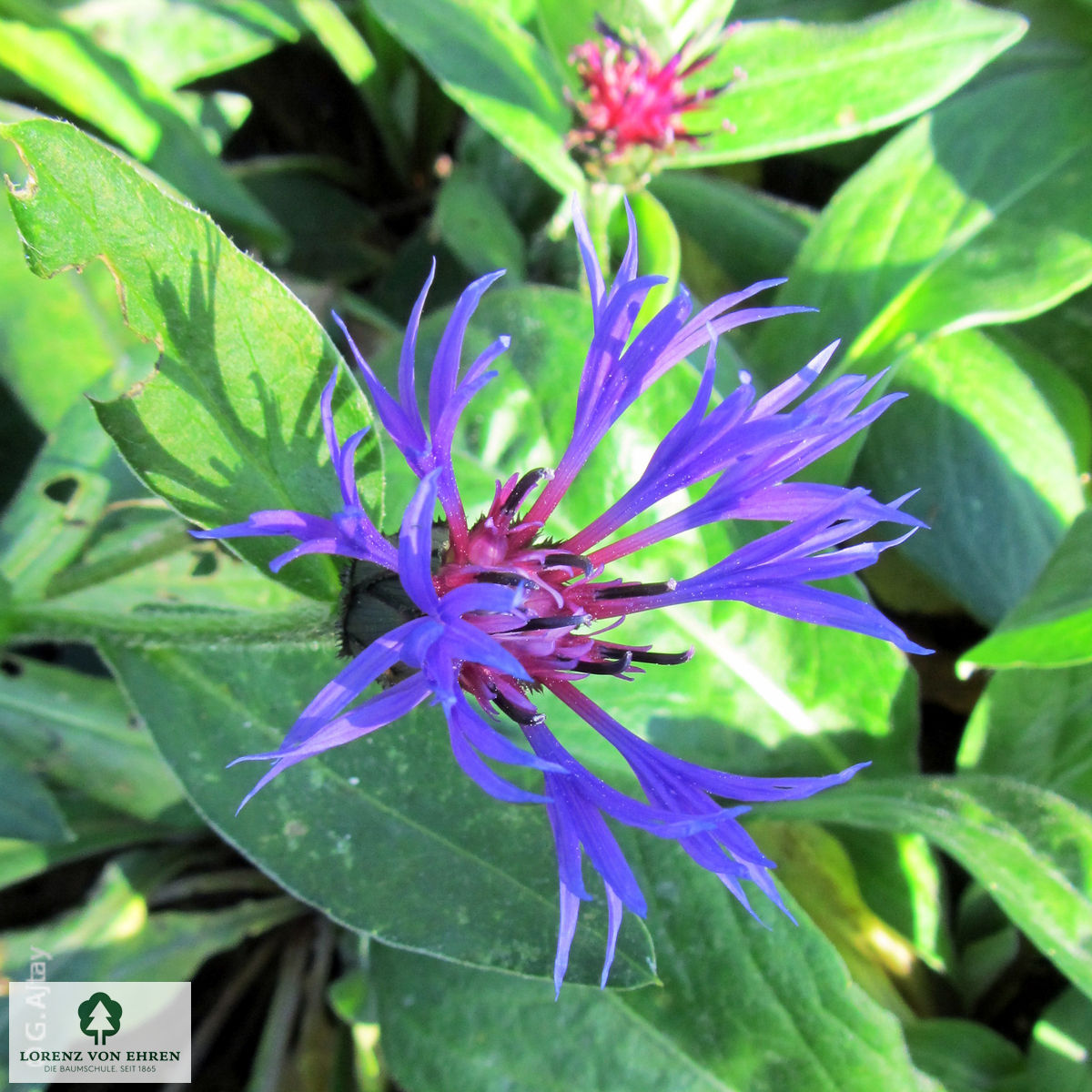 Centaurea montana