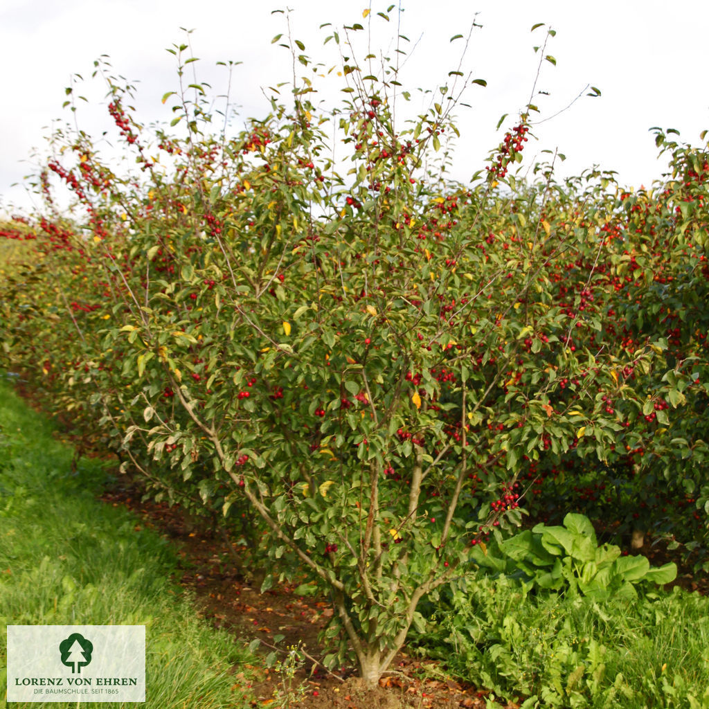 Malus 'Beverly'