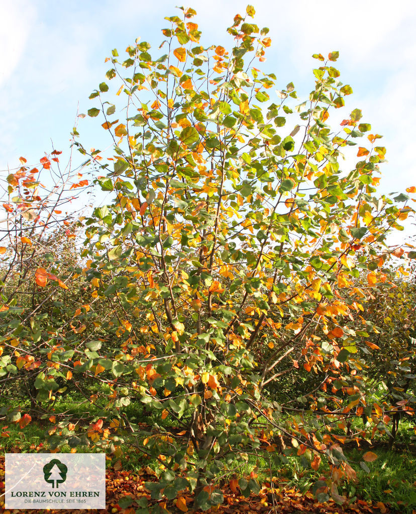 Malus 'Brandy Magic'