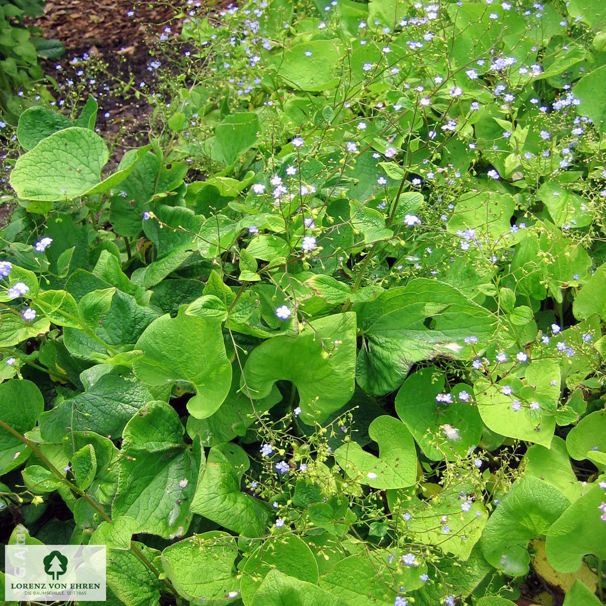 Brunnera macrophylla