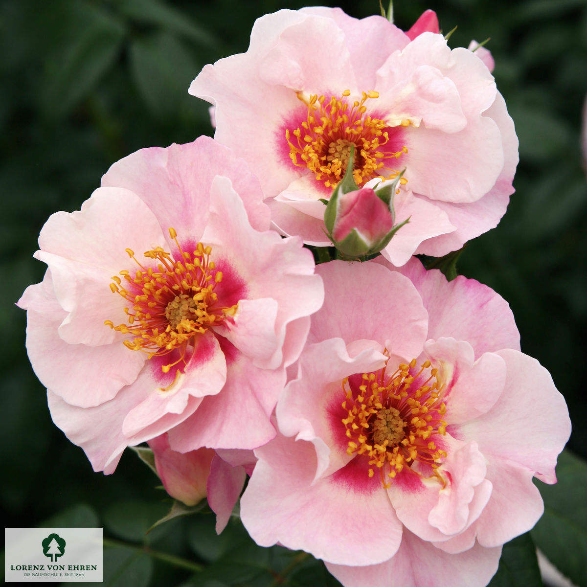 Rosa 'SEE YOU in red'