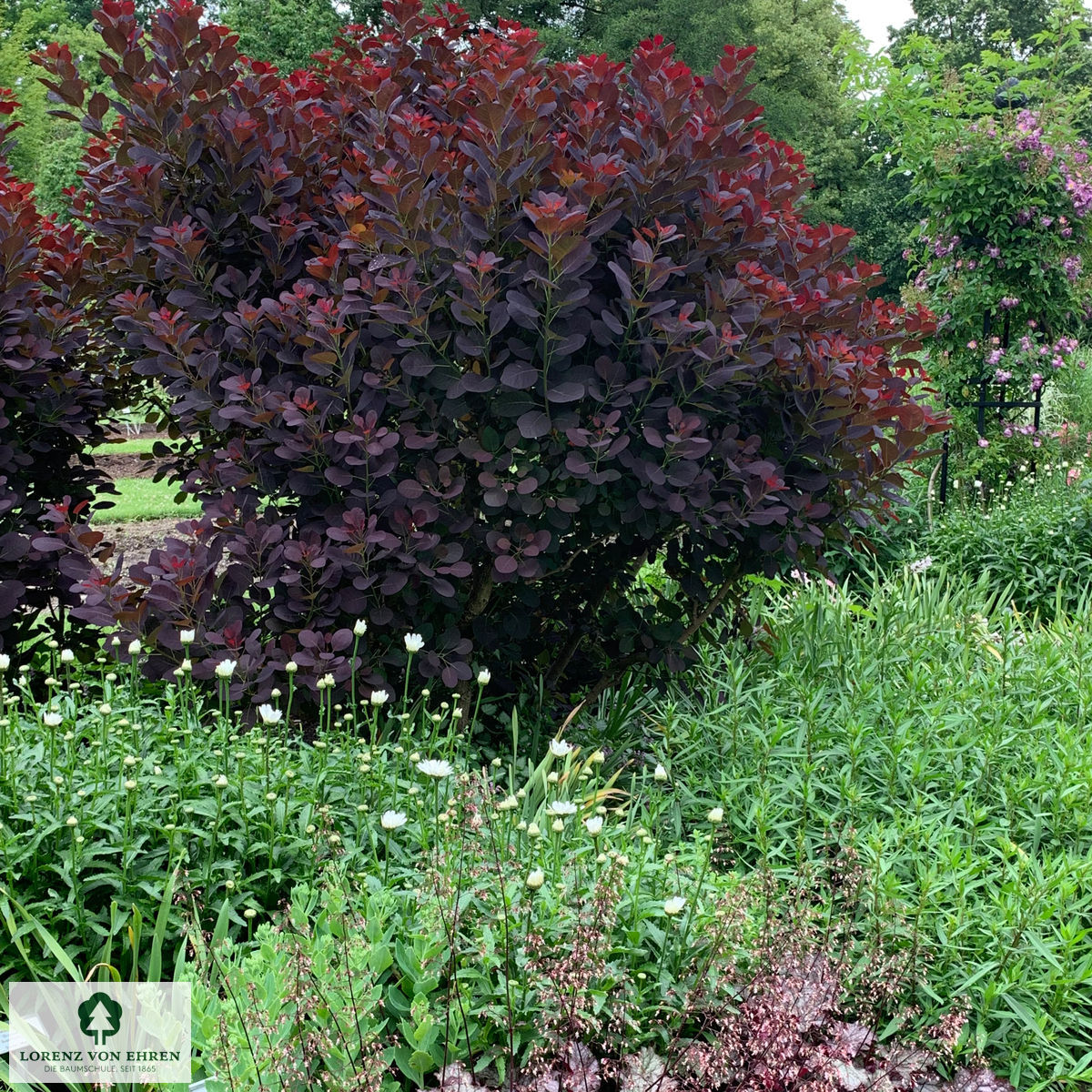 Cotinus coggygria 'Royal Purple'