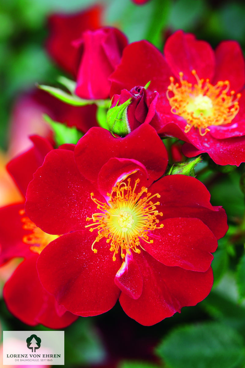 Rosa 'Bienenweide Rot'