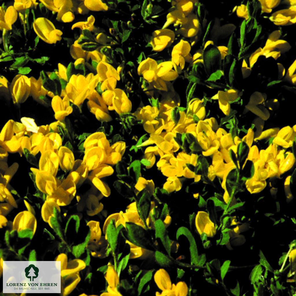 Cytisus decumbens