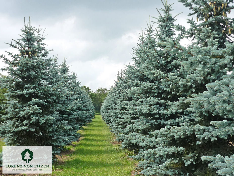 Picea pungens 'Hoopsii'