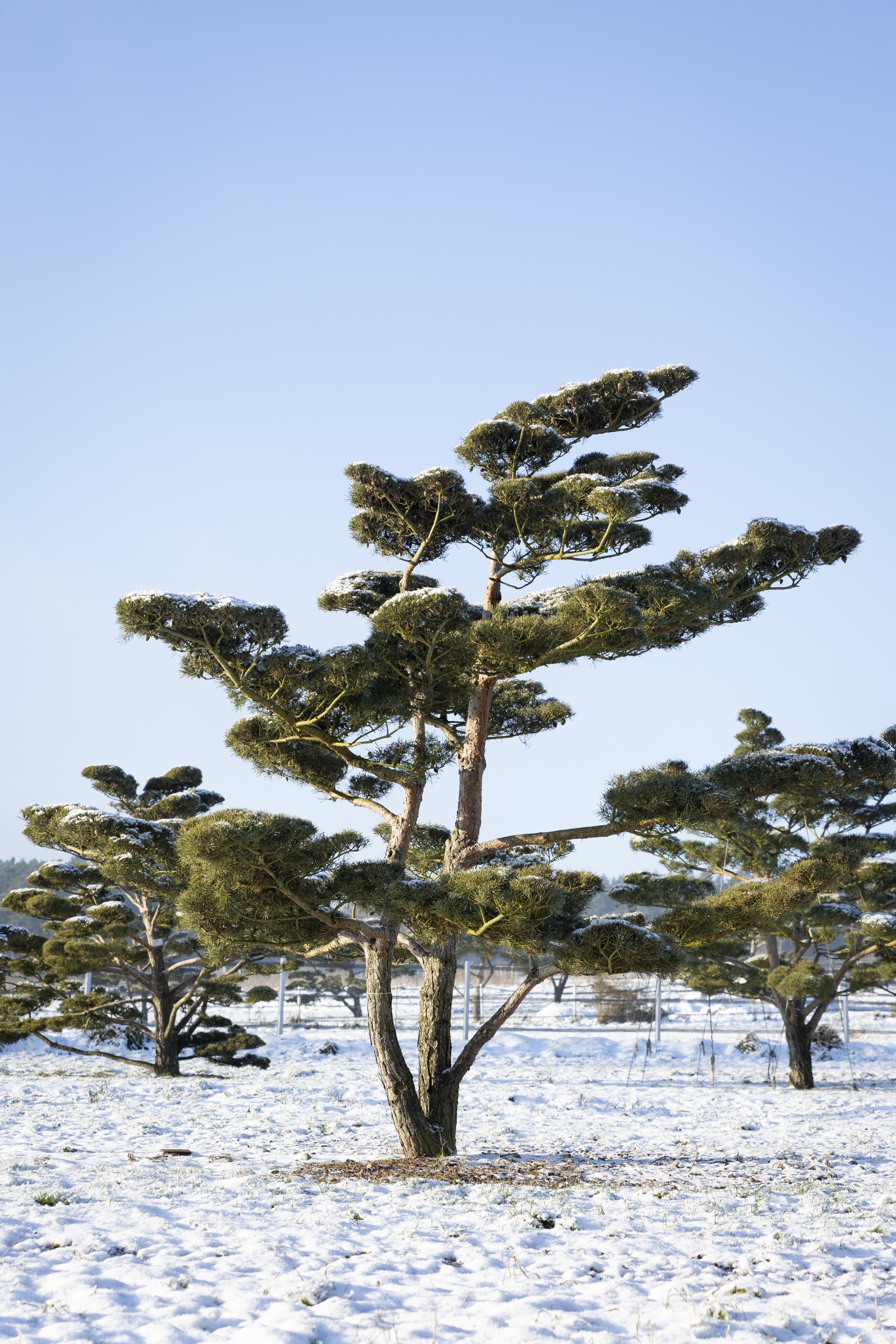Pinus sylvestris 'Norske Typ' Unikat