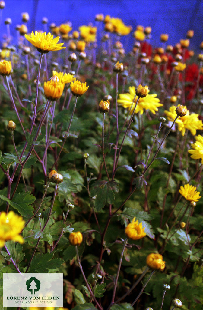Chrysanthemum hortorum 'Schwabenstolz'