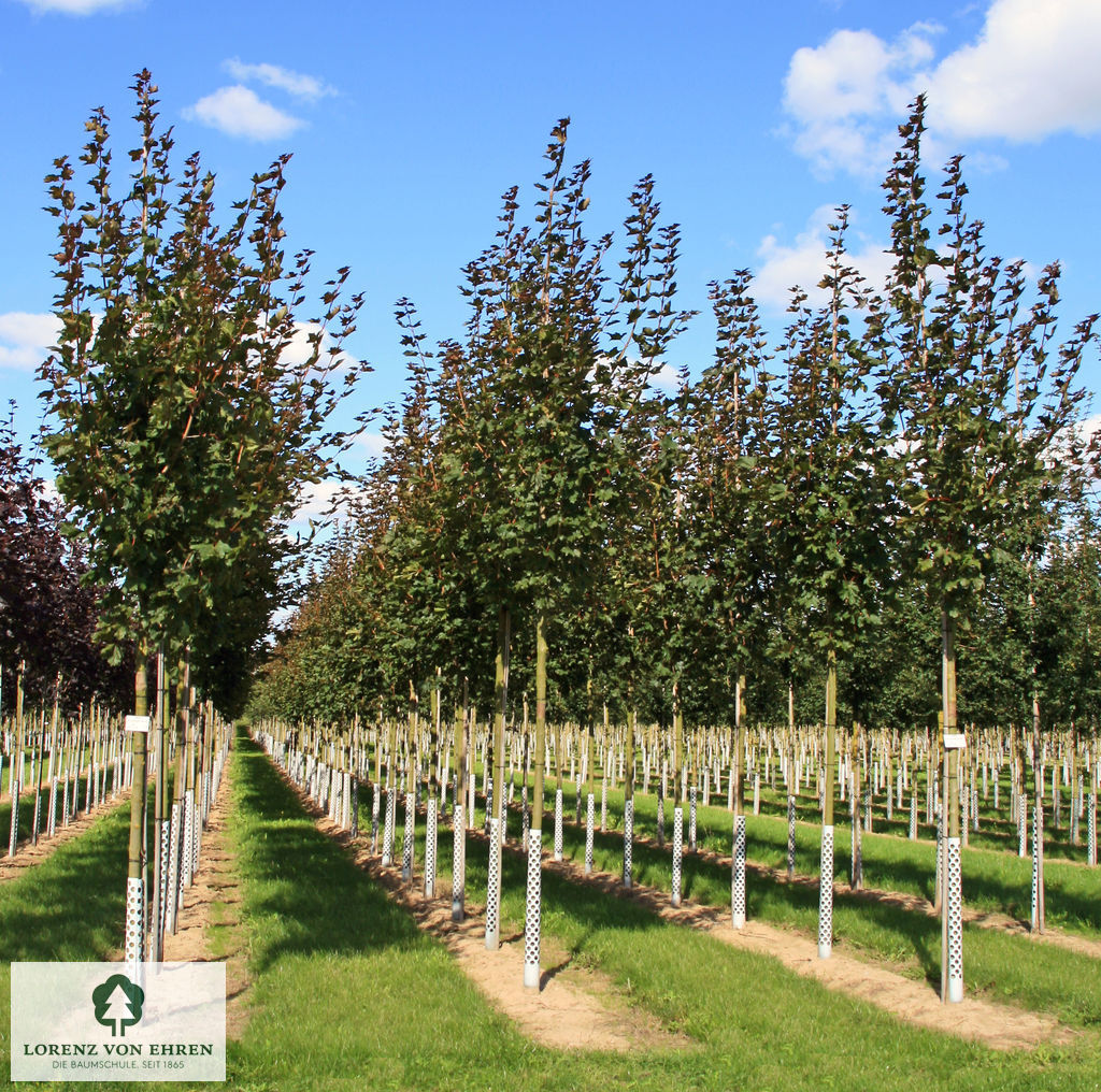 Acer platanoides 'Deborah'