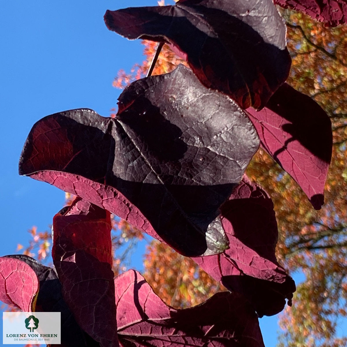 Cercis canadensis 'Forest Pansy'