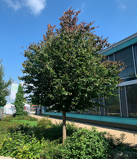Verwendung als Stadtbaum Sommergrüner Baum vor Gebäude