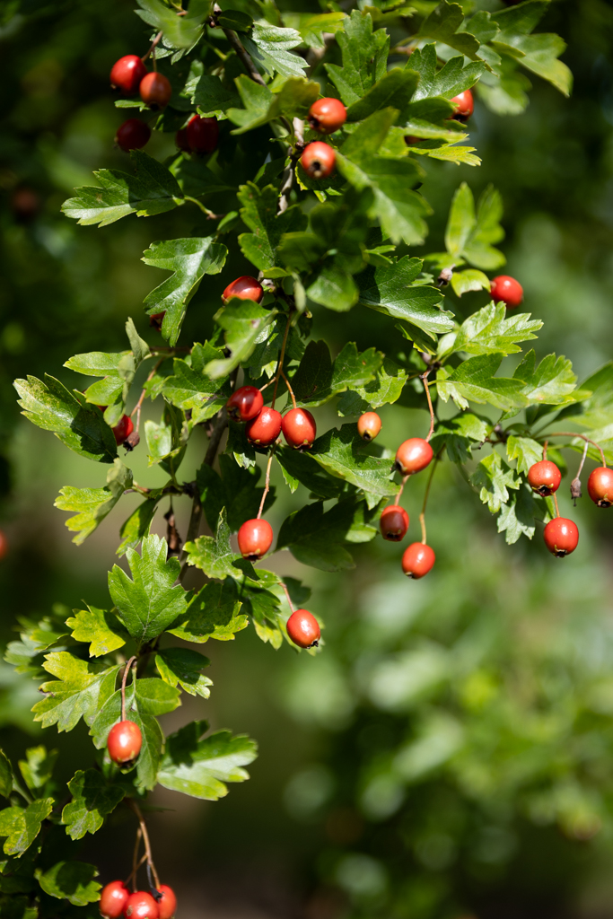 Crataegus monogyna Unikat
