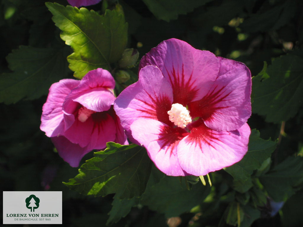 Hibiscus syriacus 'Russian Violet'