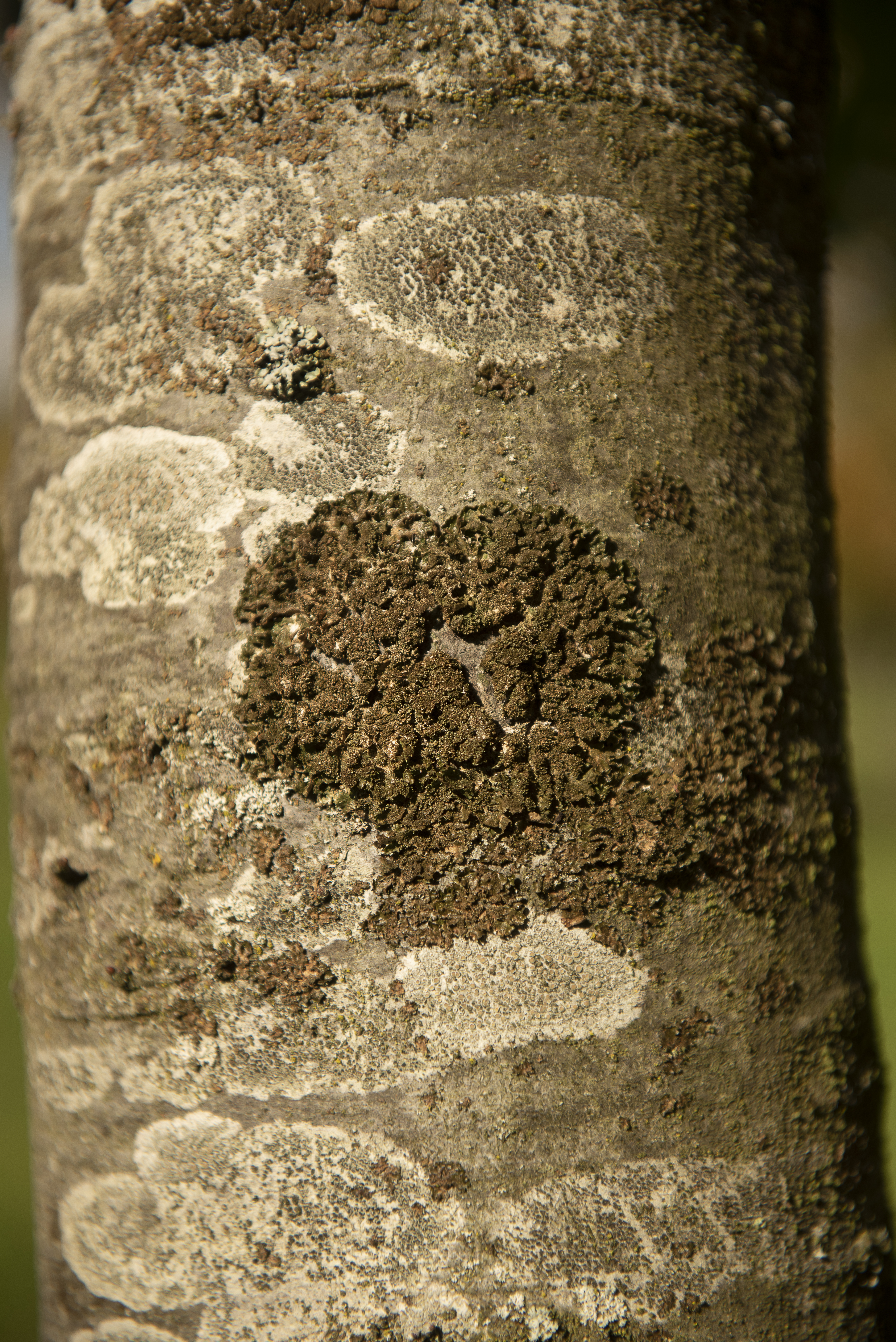 Quercus rubra Unikat