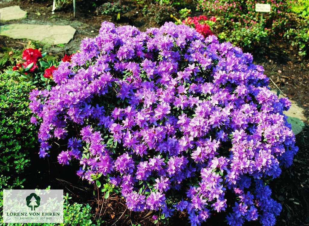 Rhododendron impeditum 'Luisella'