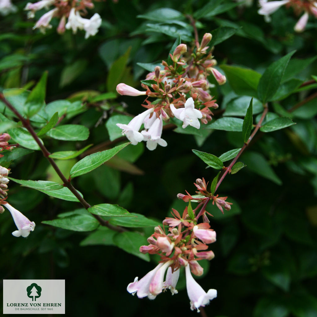 Abelia grandiflora