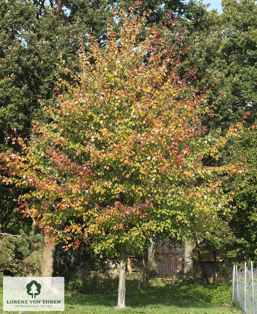 Herbstlicher Blick auf einen majestätischen Solitärbaum mit leuchtend roten Blättern.