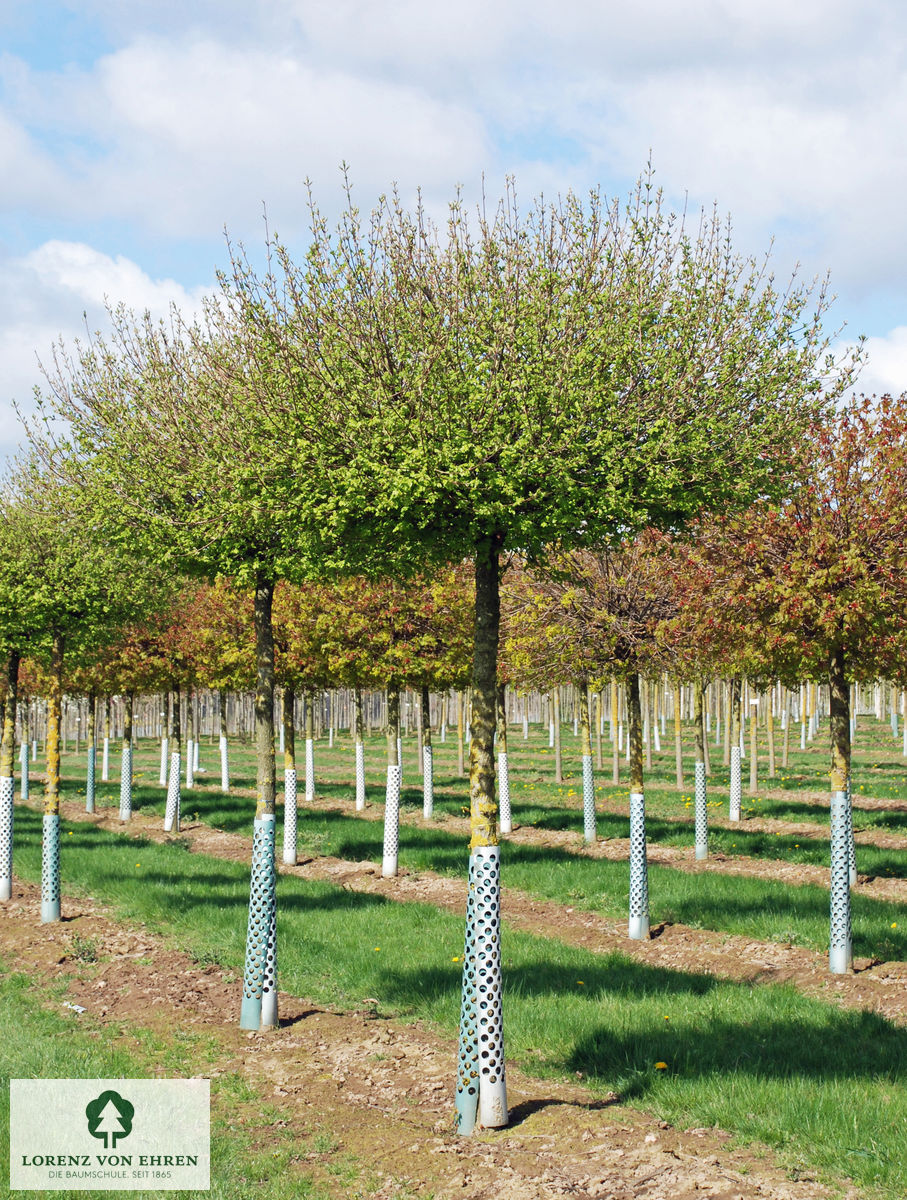 Acer campestre 'Nanum'