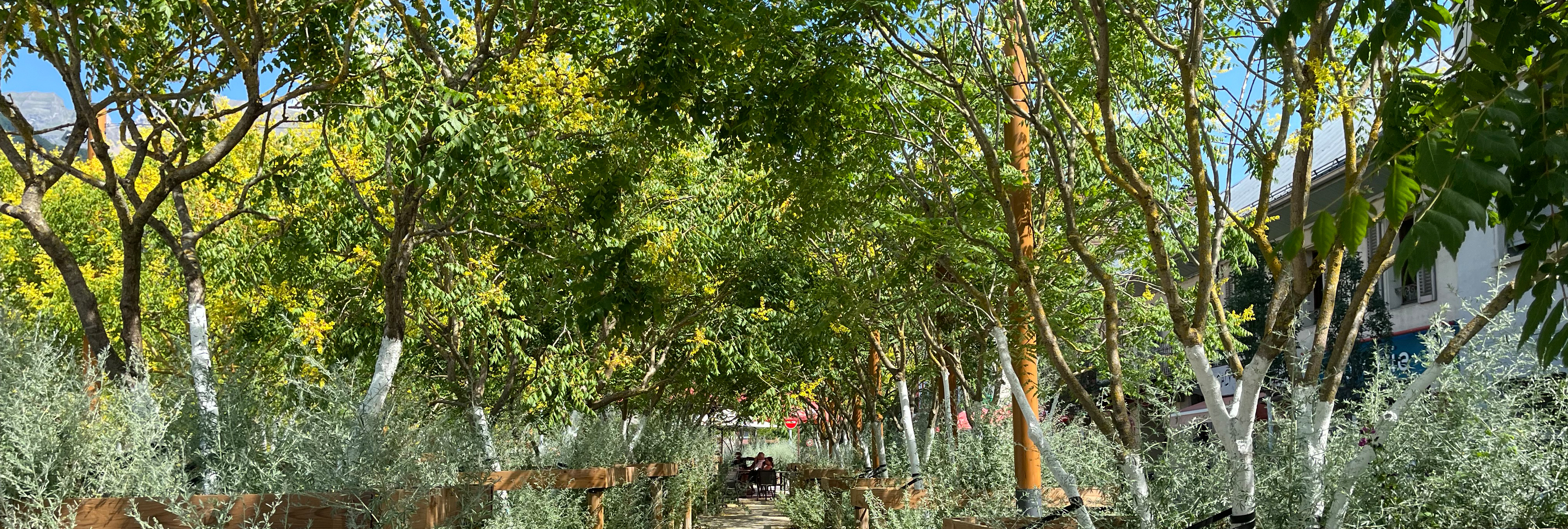 Tunnel aus Blaseneschen