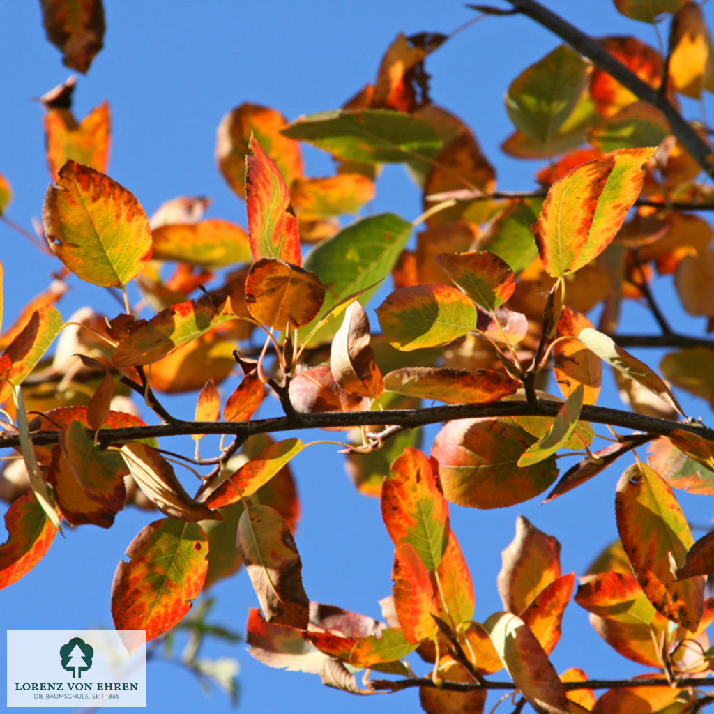 Amelanchier 'Ballerina'