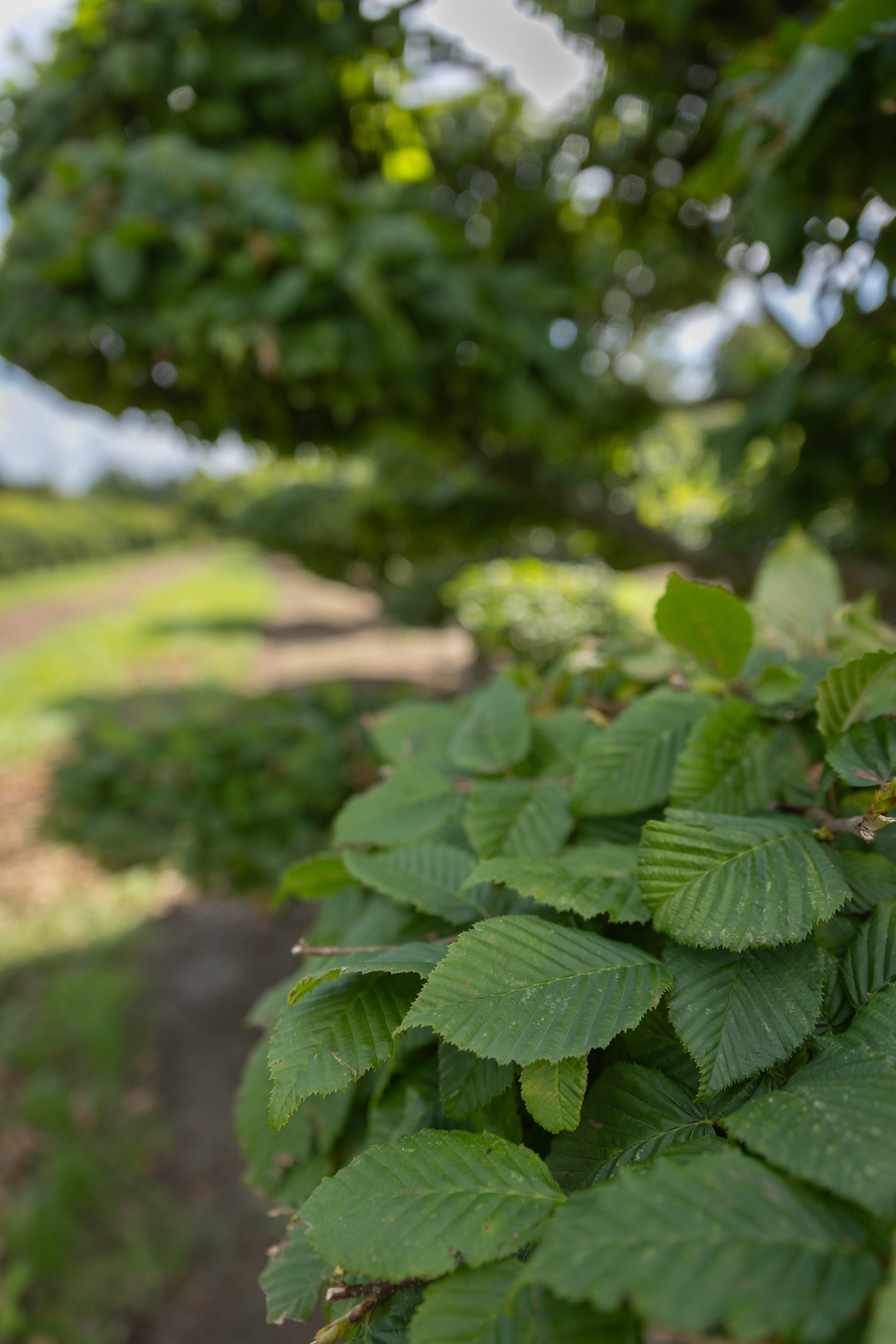  Grünes Laub der Hainbuche