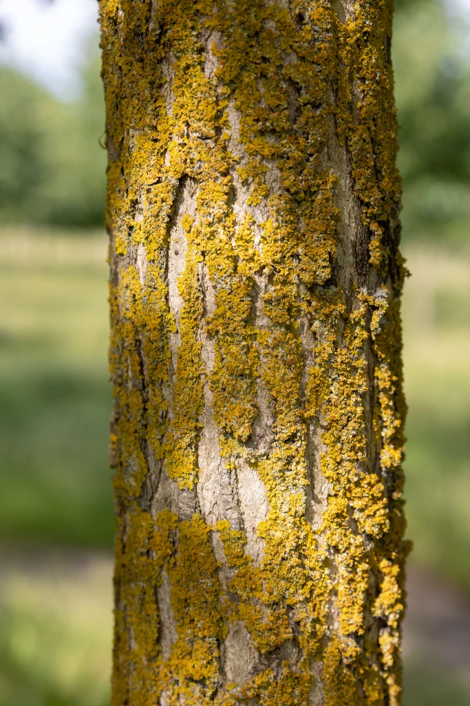 Sophora japonica Regent mit Rinde