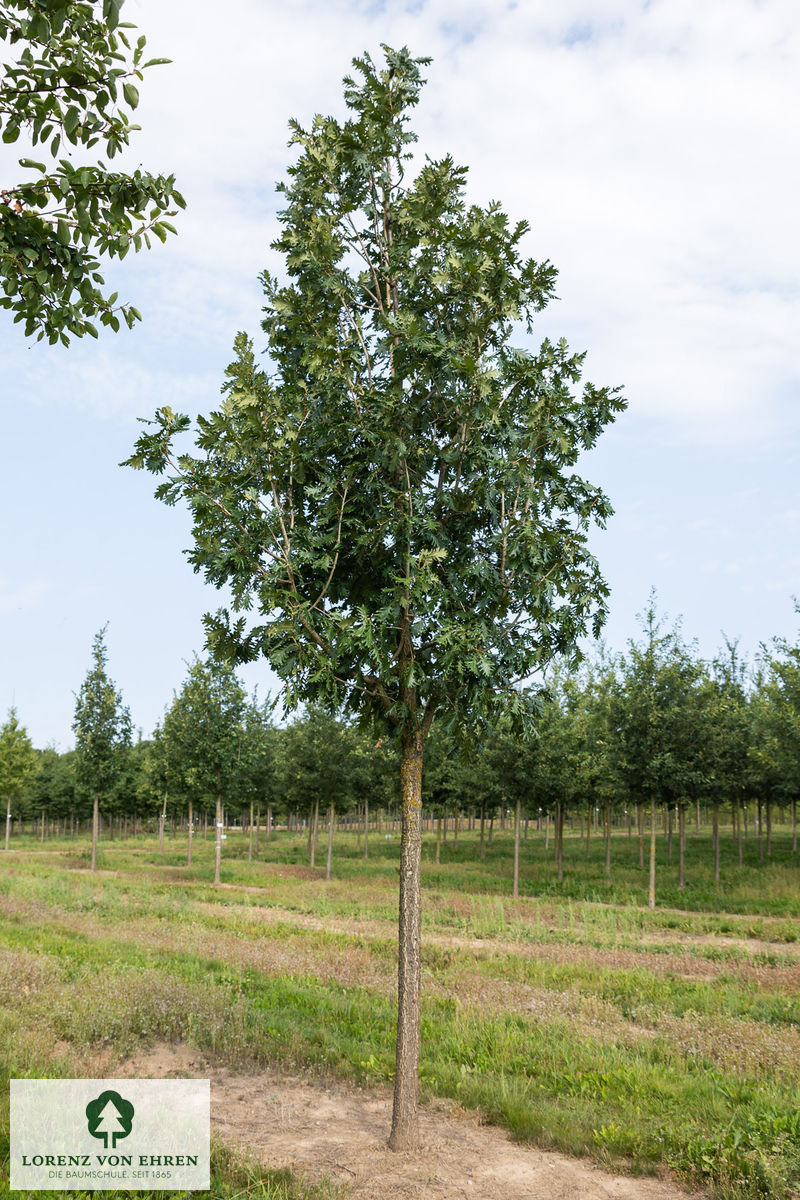 Quercus frainetto