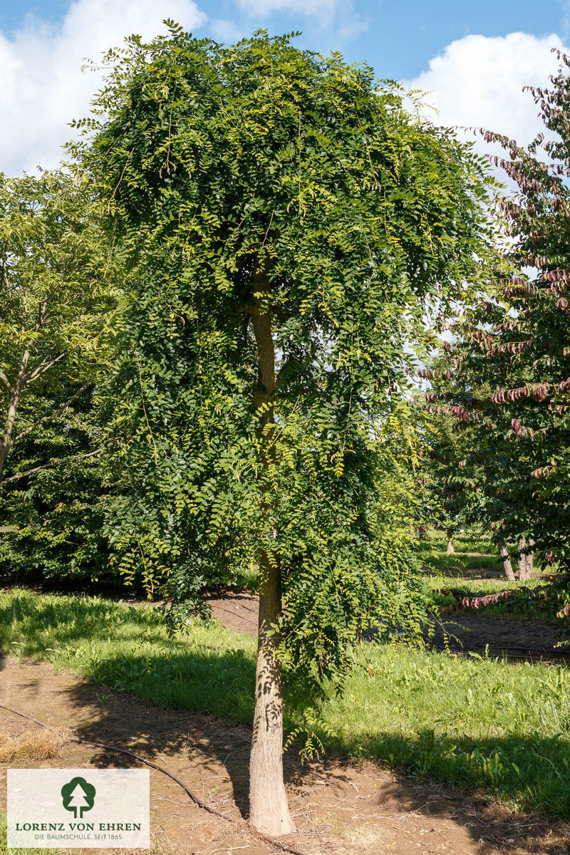 Sophora japonica 'Pendula'