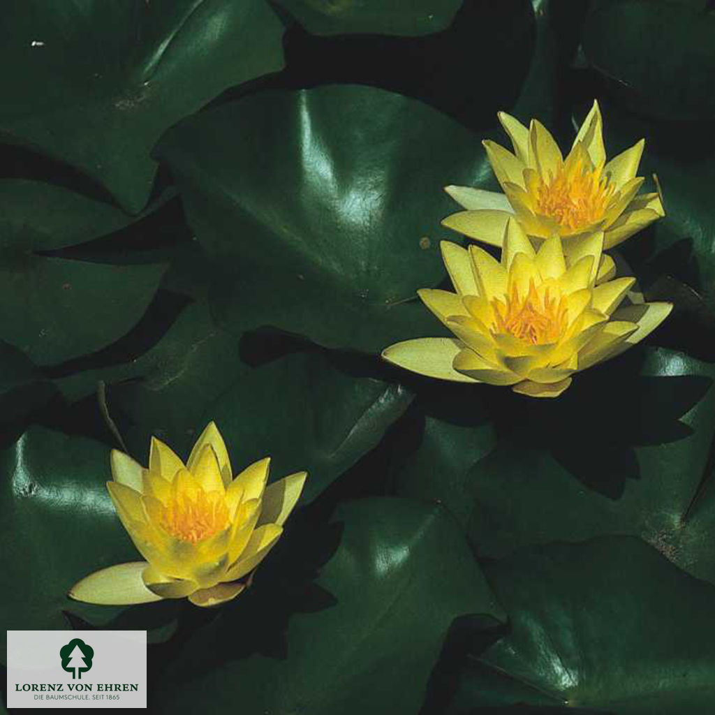 Nymphaea-Hybride 'Marliacea Chromatella'