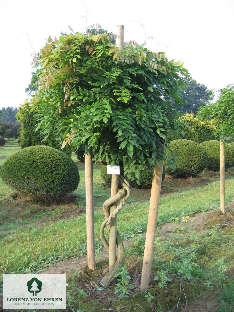 Wisteria sinensis
