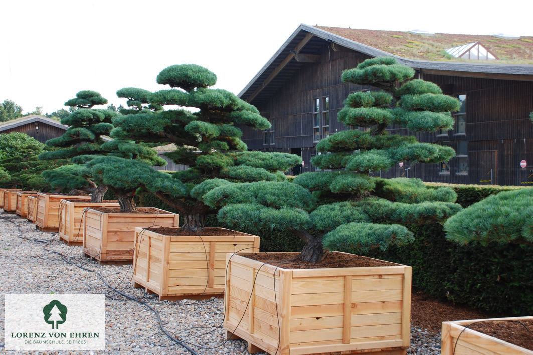 Pinus parviflora 'Glauca'