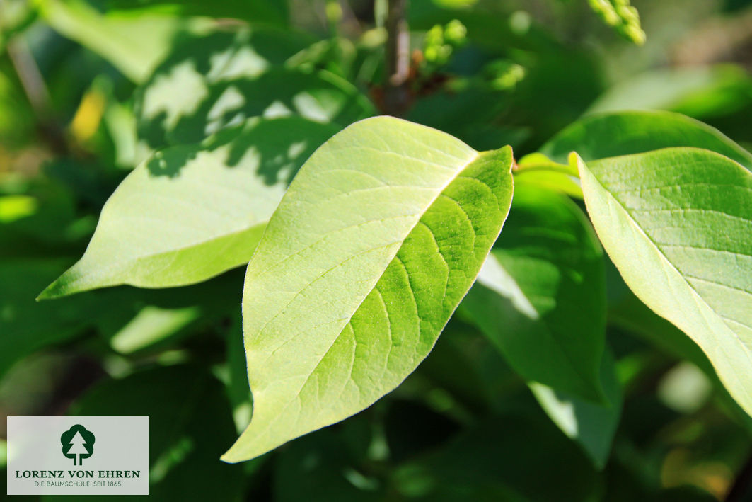 Syringa reticulata 'Ivory Silk'