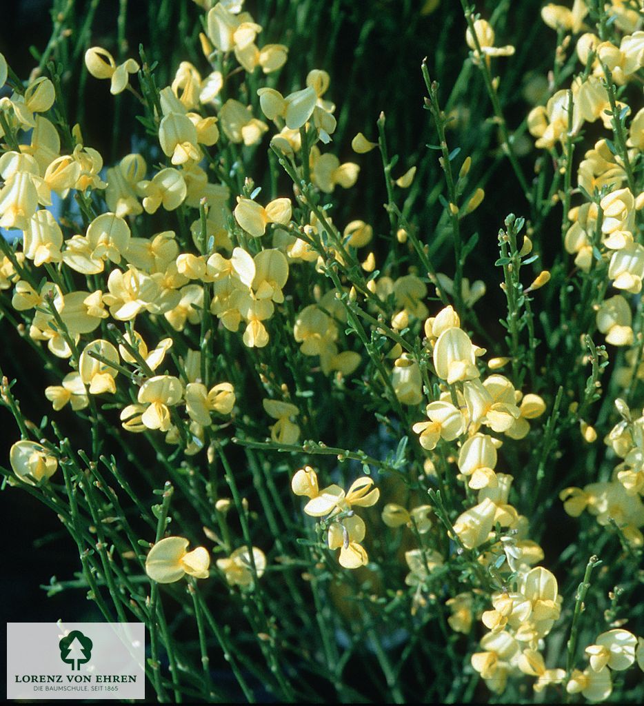 Cytisus praecox 'Allgold'