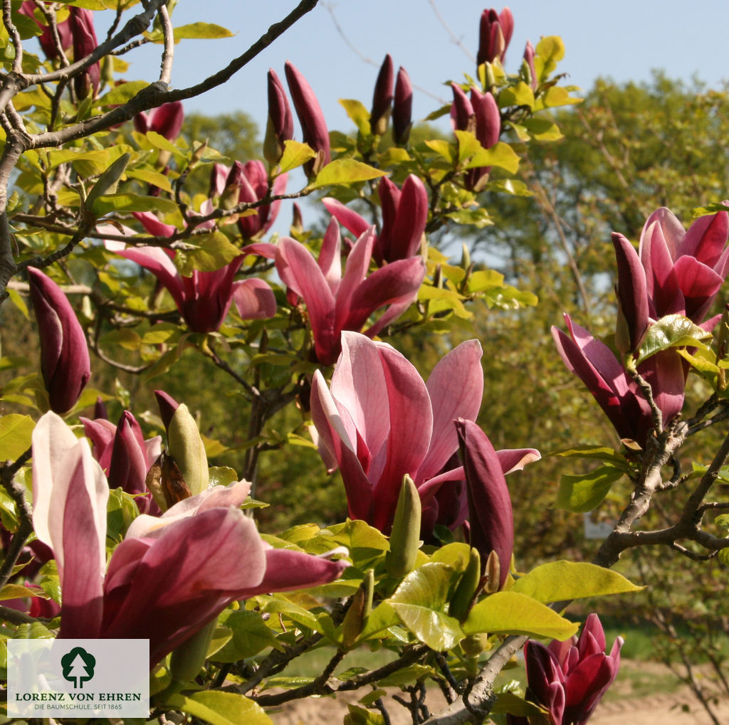 Magnolia liliiflora 'Nigra'