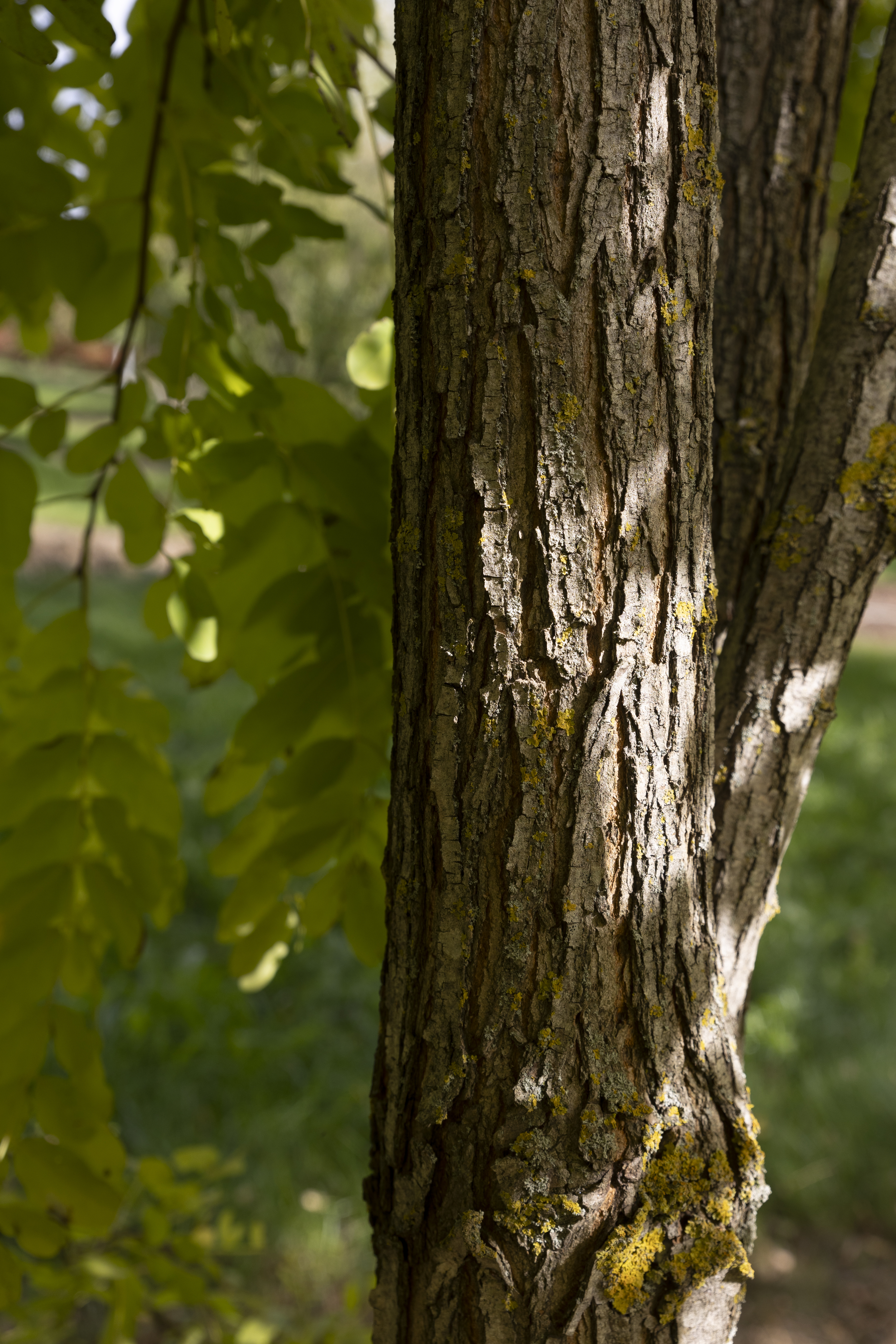Robinia pseudoacacia 'Frisia' Unikat