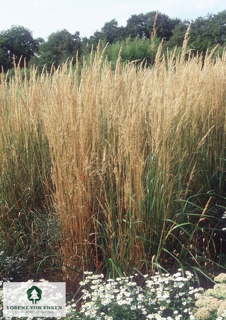 Calamagrostis acutiflora 'Karl Foerster'