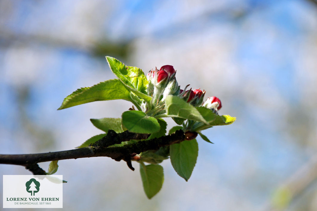 Malus domestica 'Goldrenette Freiherr Von Berlepsch'