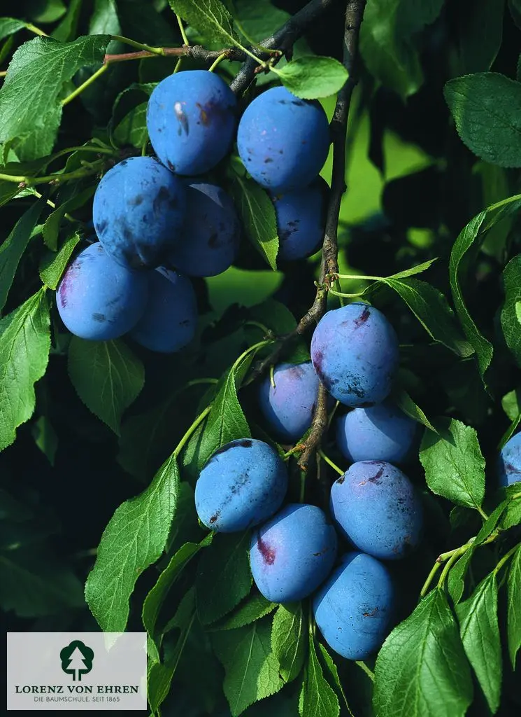 Prunus domestica 'Bühler Frühzwetsche'