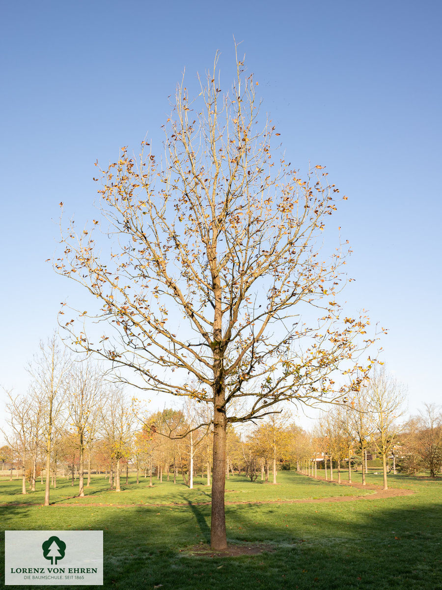 Quercus frainetto