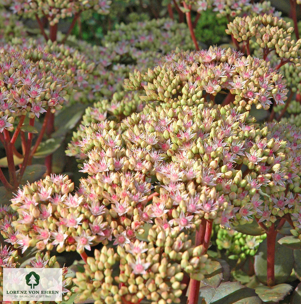 Sedum 'Matrona'